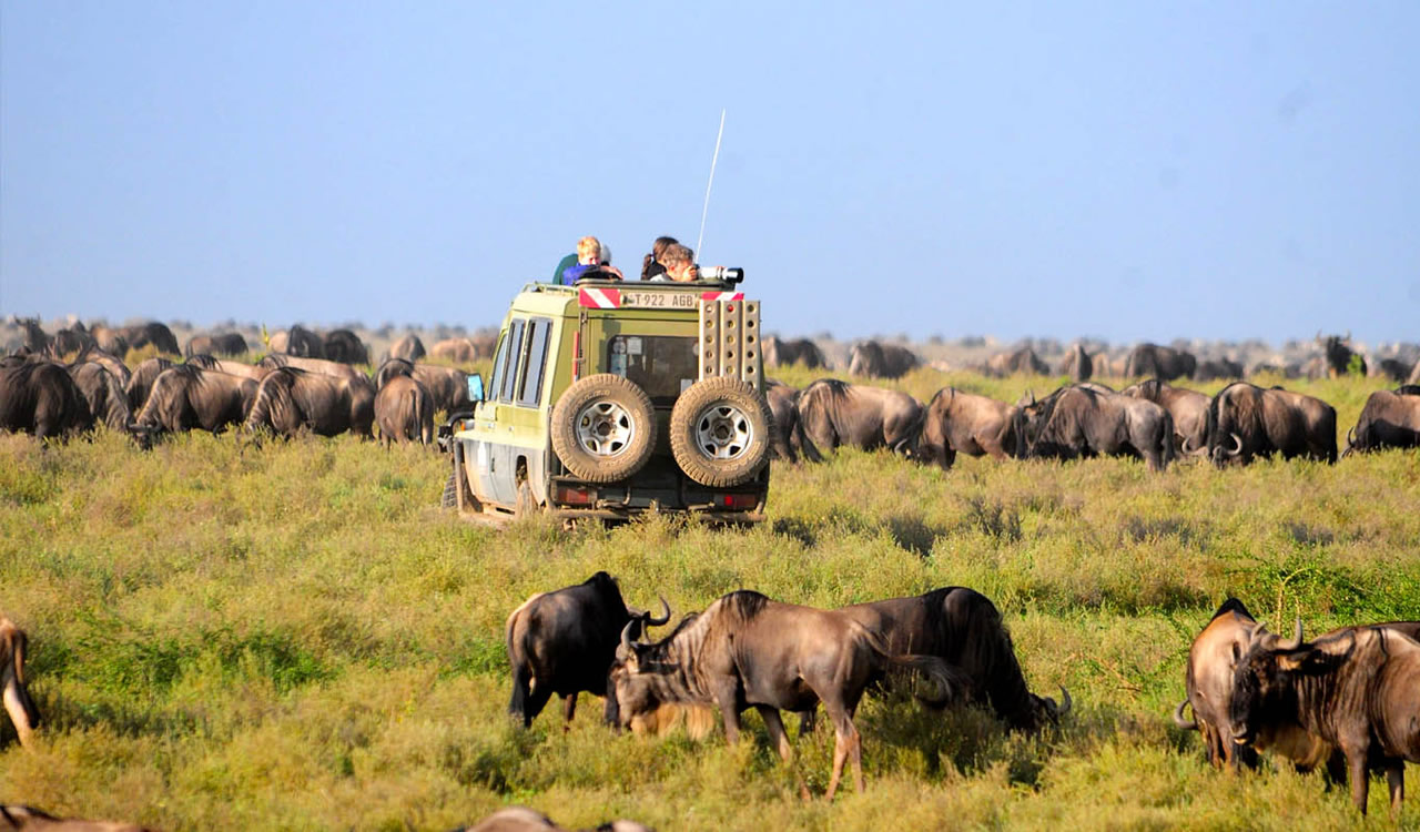 3 Days Wildebeest Migration